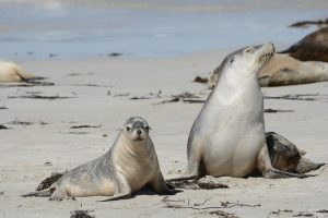 Kangaroo Island